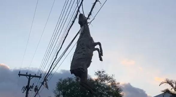 Ciclone no Sul: ovelha fica presa em fios elétricos após enchente em Muçum (RS)