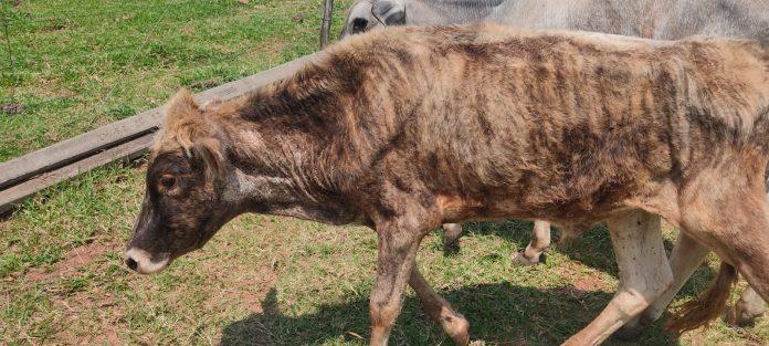 Força Verde encontra animais desnutridos e infestados de carrapatos em propriedade rural de Umuarama