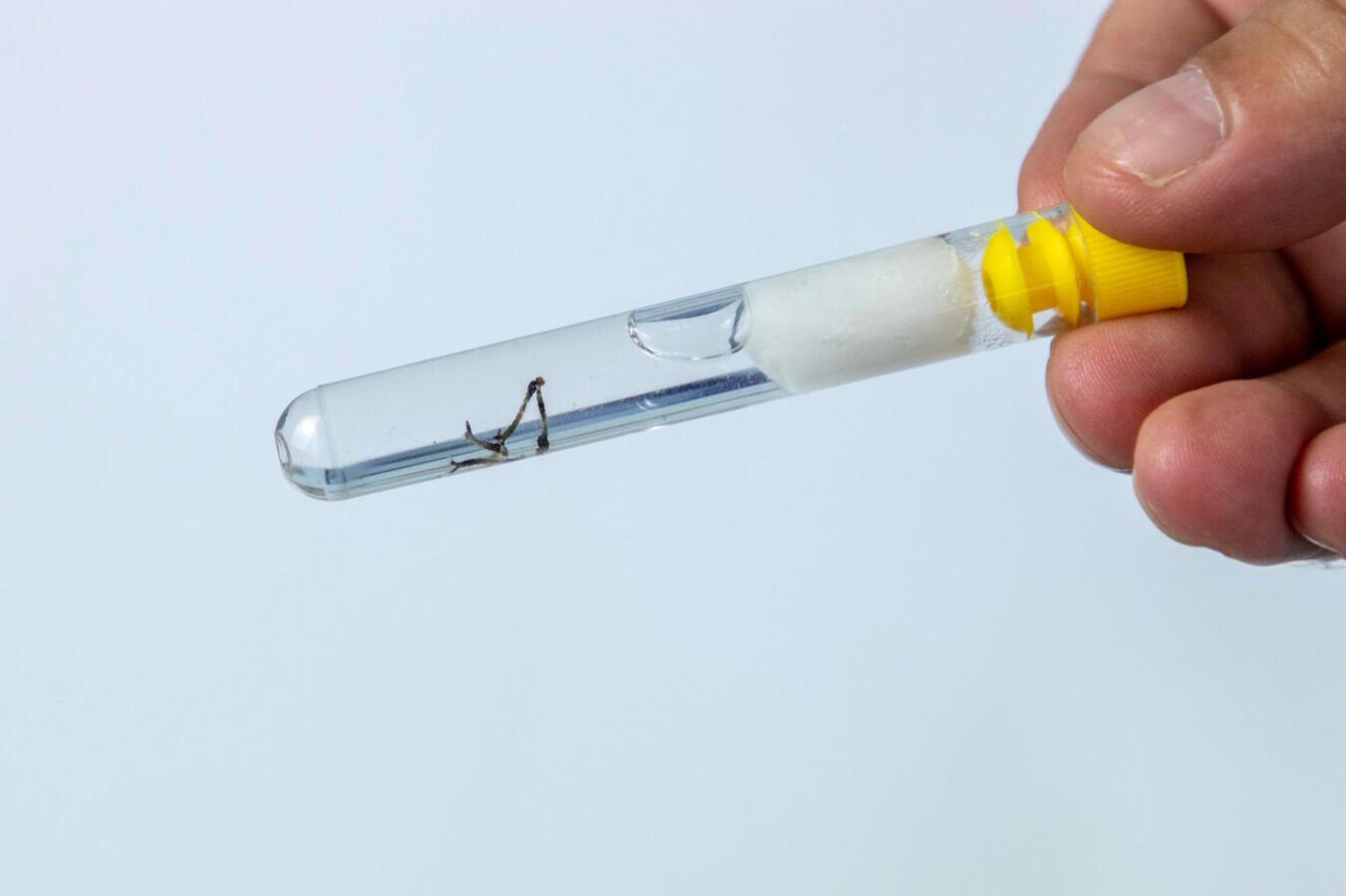 Casos de dengue disparam e Toledo se preocupa com risco de epidemia