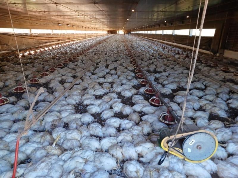 25 mil frangos morrem por causa de queda de energia em Marechal Rondon