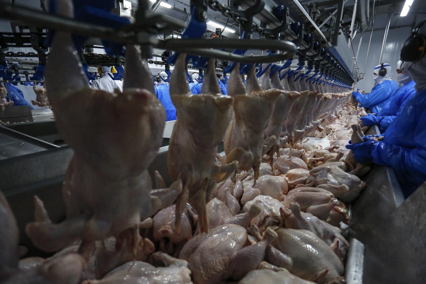 Com recordes, Paraná lidera aumento na produção de frangos e suínos em 2024