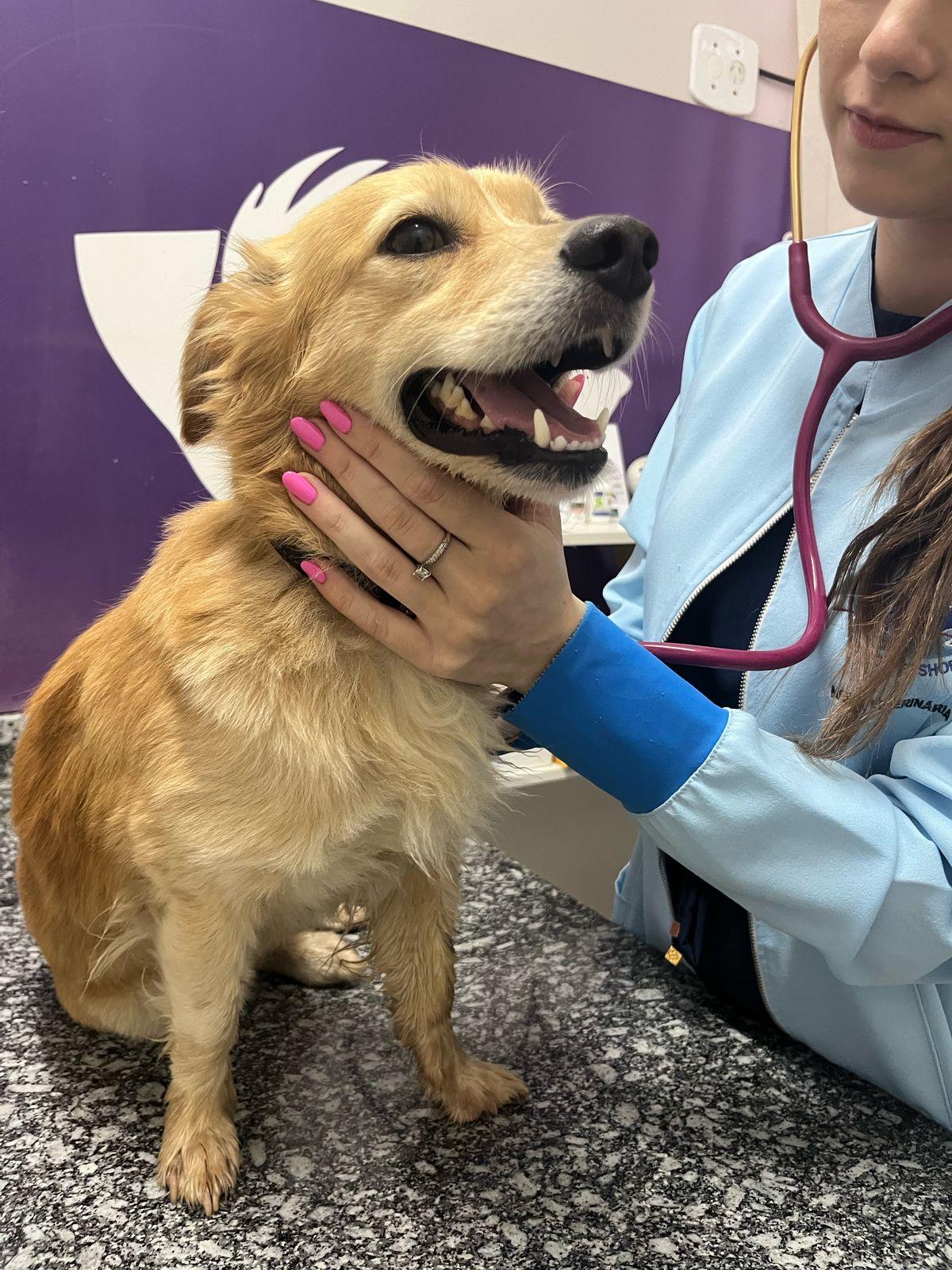 Flagrante de maus tratos a animais é registrado pela Polícia Civil de Toledo
