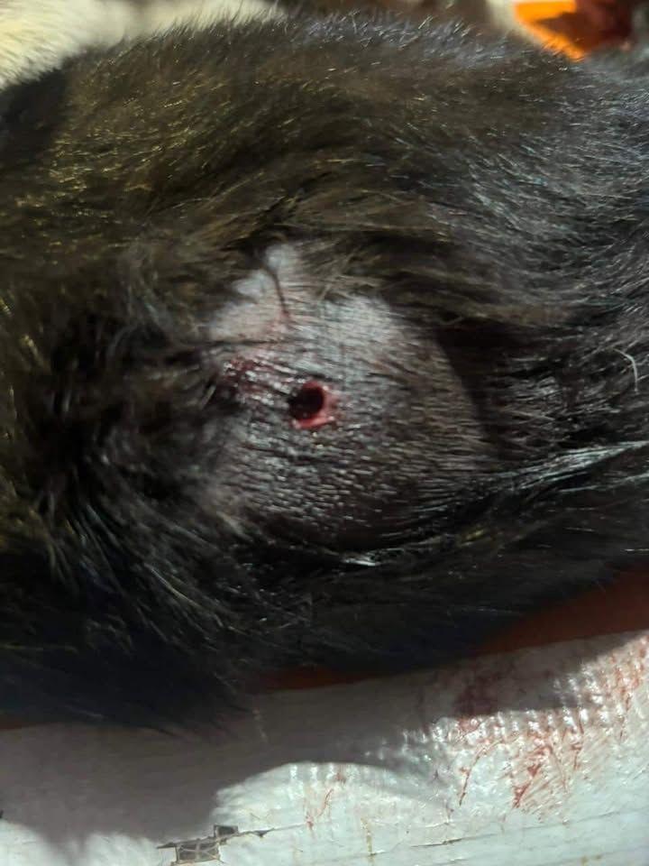 VIOLÊNCIA CONTRA ANIMAIS: GATA É FERIDA POR PROJÉTIL EM BAIRRO DA CIDADE