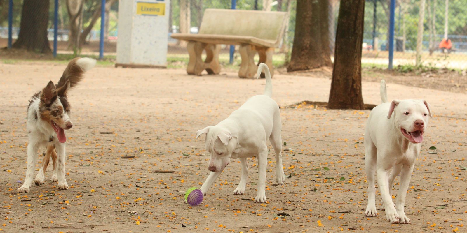 Lei torna crime exercício ilegal da medicina veterinária 