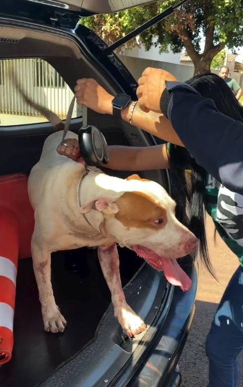  Denúncia de pitbulls soltos mobiliza Guarda Municipal em Toledo