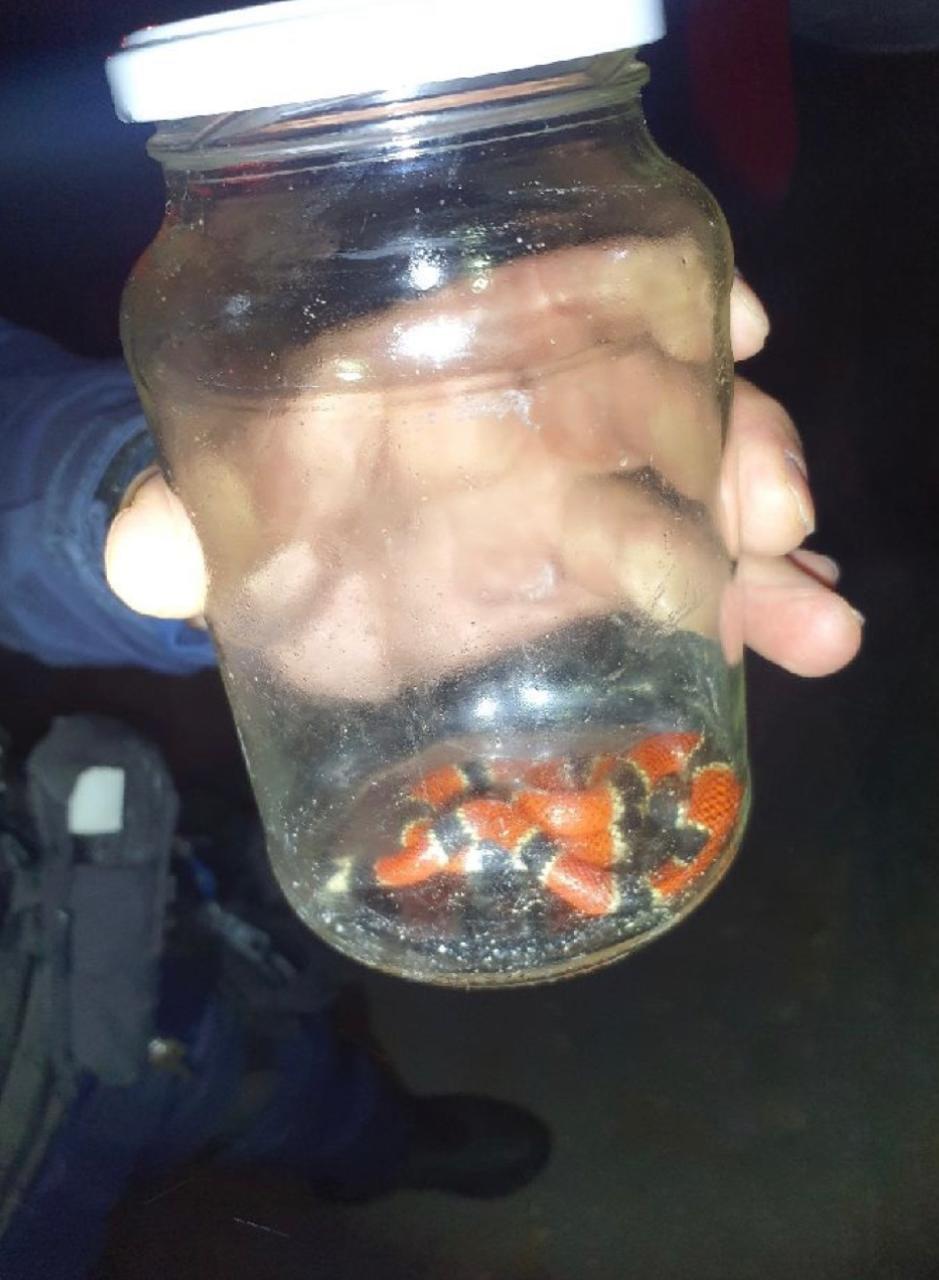 TOLEDO: Cobra-coral é encontrada dentro de residência no bairro São Francisco