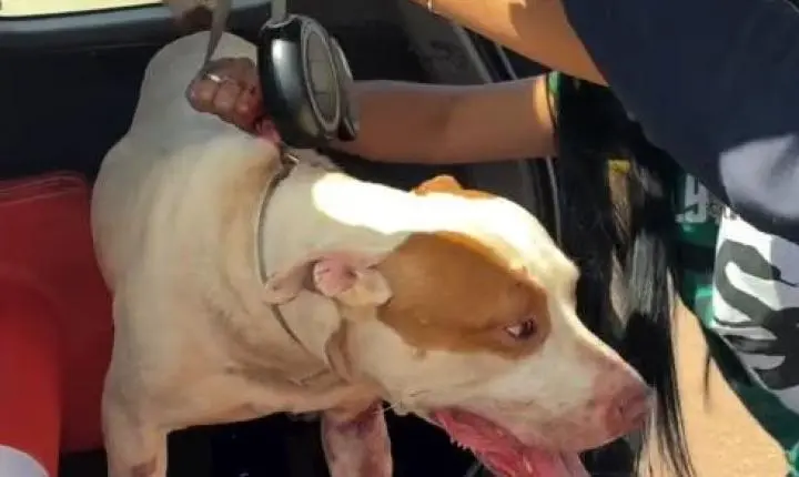  Denúncia de pitbulls soltos mobiliza Guarda Municipal em Toledo